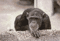 monk :nomk:
